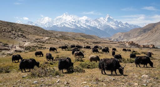High-altitude Himalayan nourishment